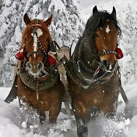 Landlhof Semesterbostad Ramsau am Dachstein
